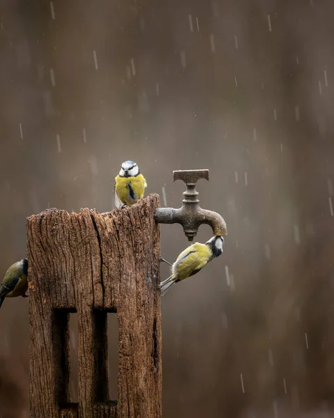 Beautiful Image Blue Tit Bird Cyanistes Caeruleus Wooden Post Rusty — Stock Photo, Image