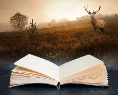 Dijital kompozit konsept resim açık kitap ile güzel orman manzarası sisli ormanın sonbaharda düşüşü güzel kırmızı geyik geyiği ile
