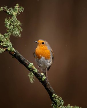 Robin Red Göğüs Kuşu Erithacus Rubecula 'nın güzel görüntüsü bahar güneşinde dalda