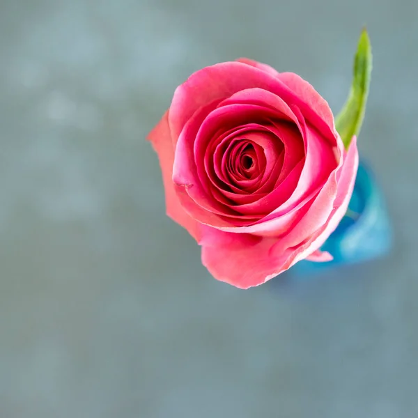 Lovely Flat Lay Top Vista Colorido Vintage Olhando Rosa Com — Fotografia de Stock