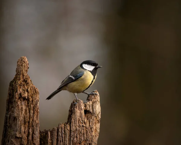 Bellissimo Uccello Tetta Grande Parus Major Ramo Primavera Sole Giardino — Foto Stock