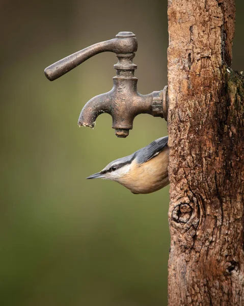 Gyönyörű Nuthatch Kerti Madár Sitta Europaea Tavasszal Napsütés Etetés Közelében — Stock Fotó