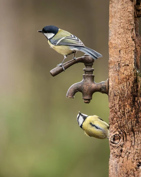 Beautiful Image Blue Tit Bird Cyanistes Caeruleus Wooden Post Rusty — Stock Fotó