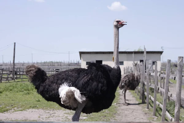 Straußenfamilie hinter Zaun Straußenfarm — Stockfoto