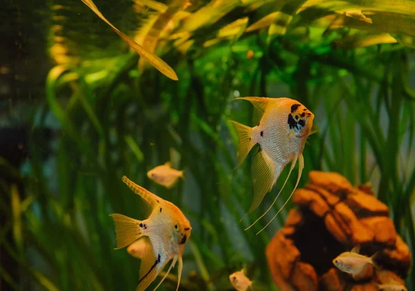 aquarium fish angelfish steam aquarium algae design