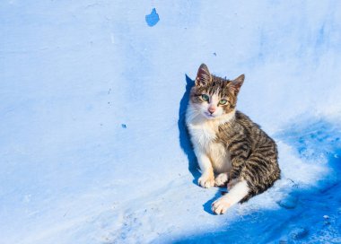 Fas, Chefchaouen 'deki mavi duvarın yanında küçük bir kedi yavrusu.