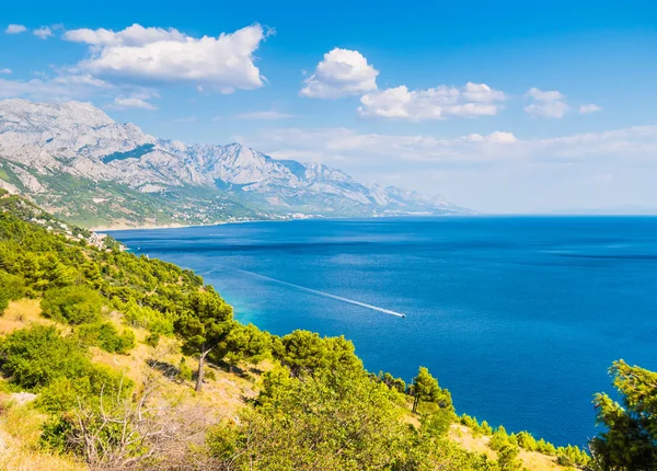 Kroatische Küste mit blauem Meerwasser, Kiefern und Bergen im Hintergrund — Stockfoto