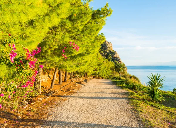 Wanderweg am Meer mit grünen Nadelbäumen und rosa Blumen in Griechenland — Stockfoto