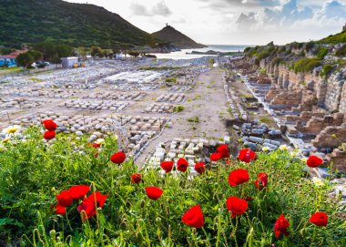 Arka planda Türkiye 'de Knidos kentinin kalıntıları olan parlak gelincikler