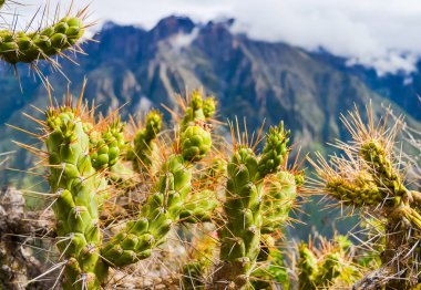 Peru 'daki Colca kanyonunda uzun sivri uçlu kaktüsler.