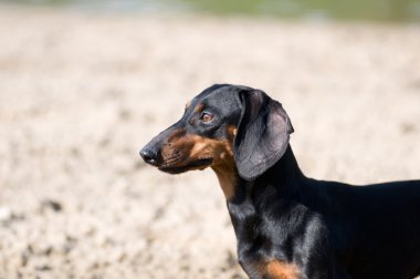 Dachshund portre yaz aylarında