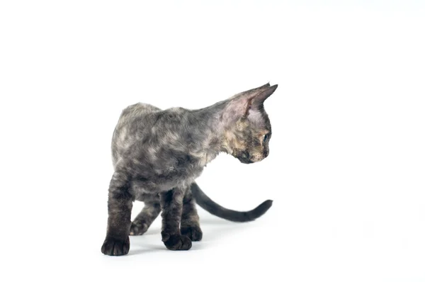 Devon rex purebrebred kot biały — Zdjęcie stockowe