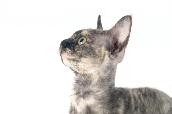 Devon rex purebrebred kot biały — Zdjęcie stockowe