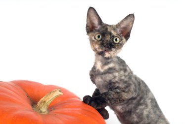 Devon rex purebrebred kedi beyaz