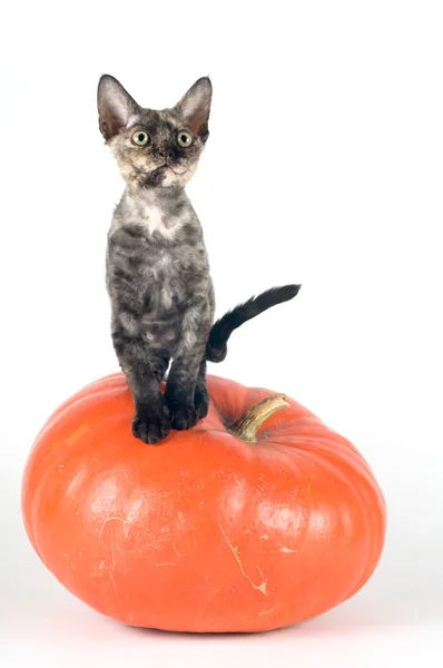 Devon rex purebrebred cat on white — Stock Photo, Image