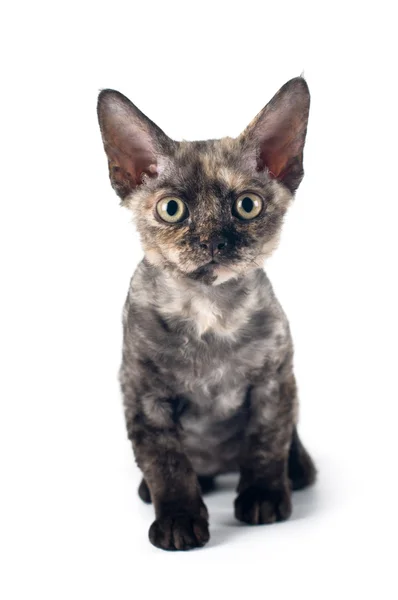 Devon rex gatto di razza pura su bianco — Foto Stock