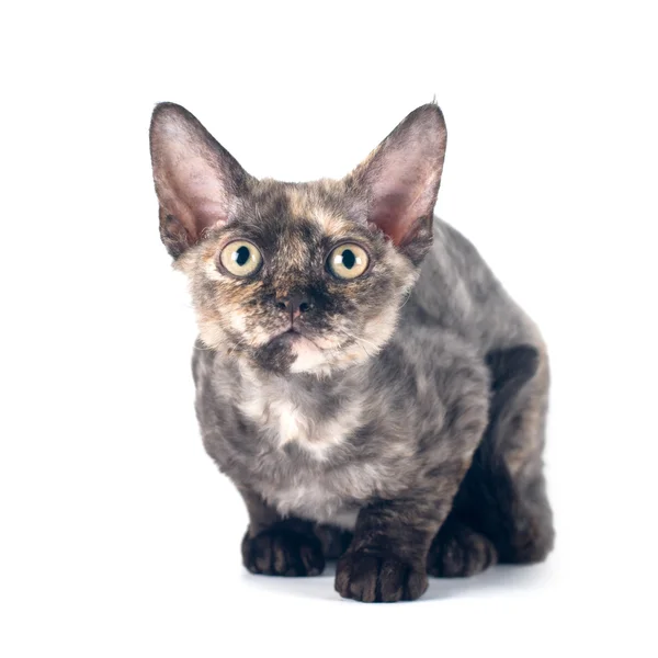 Devon rex gatto di razza pura su bianco — Foto Stock