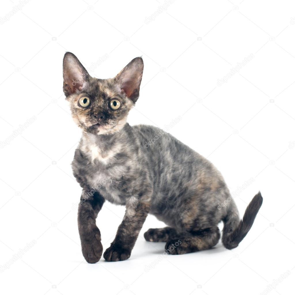 Devon Rex Purebrebred Kot Biały Zdjęcie Stockowe Grase 127331832