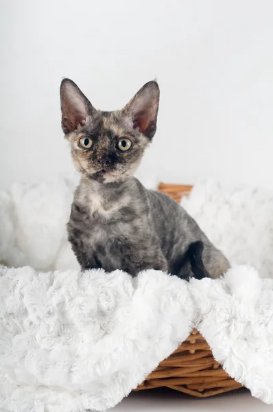 Devon rex gatinho de raça pura — Fotografia de Stock