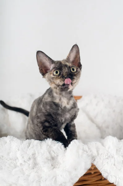 Rasechte devon rex kitten — Stockfoto