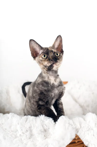 Rasowe devon rex kotek — Zdjęcie stockowe