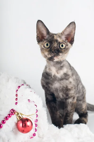 Rasechte devon rex kitten — Stockfoto