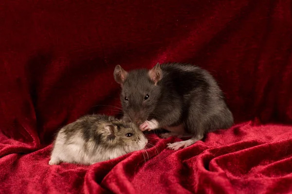 Rat et hamster sur fond de velours rouge — Photo