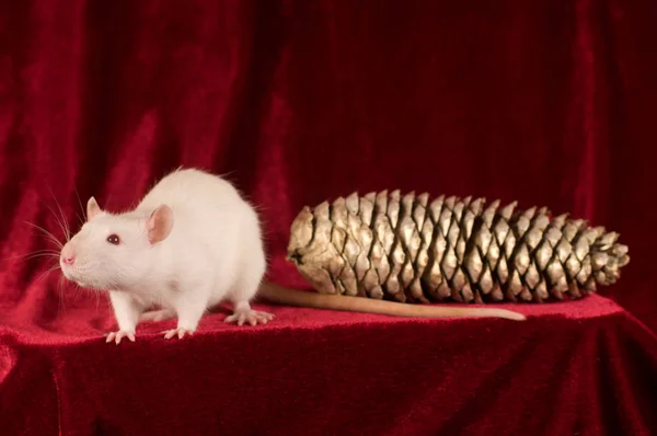 Rat blanc et cône doré sur fond de velours rouge — Photo