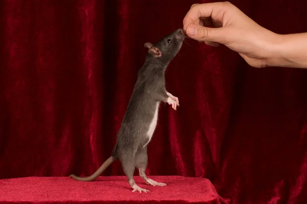 Rat gris mange de la main sur fond de velours rouge — Photo