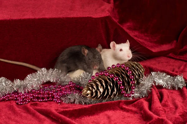 Zwei Ratten auf rotem Samthintergrund mit Zapfen lizenzfreie Stockfotos