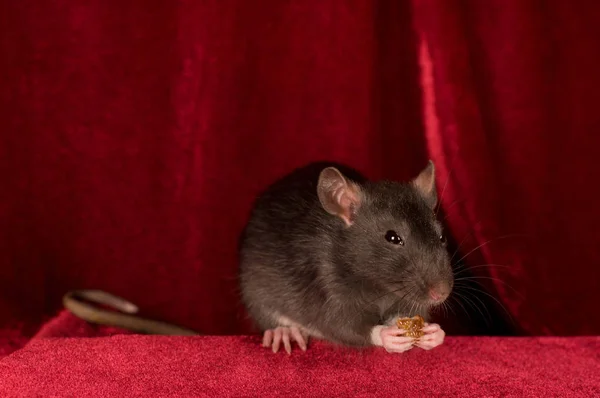 Rat sur fond de velours rouge portrait — Photo