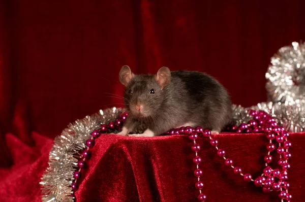 Rat sur fond de velours rouge — Photo