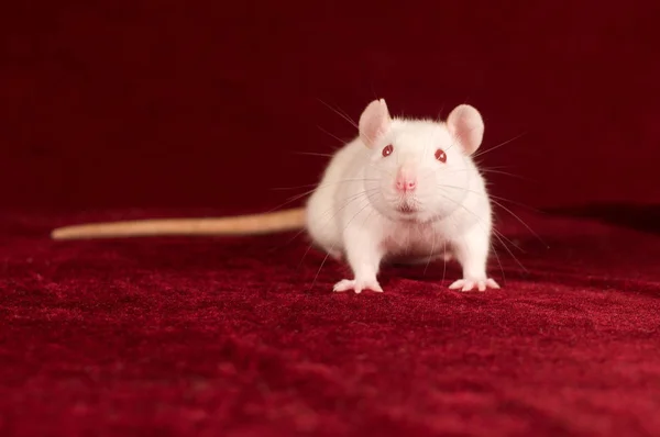 Portrait de rat blanc sur fond de velours rouge — Photo