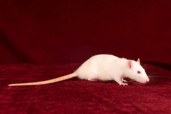 Portrait de rat blanc sur fond de velours rouge — Photo