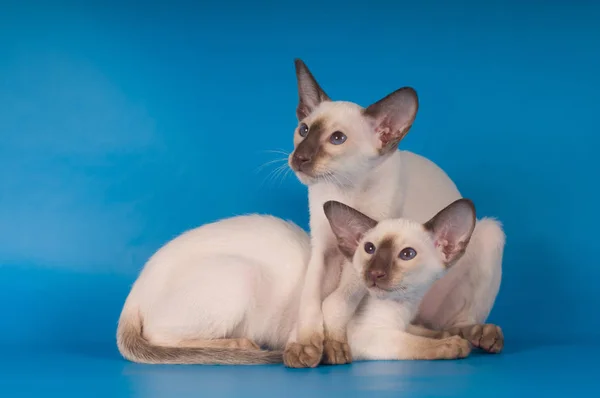 Dois gatinhos siam retrato no fundo azul — Fotografia de Stock