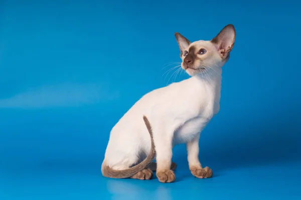 Siam kitten portrait on blue background — Stock Photo, Image