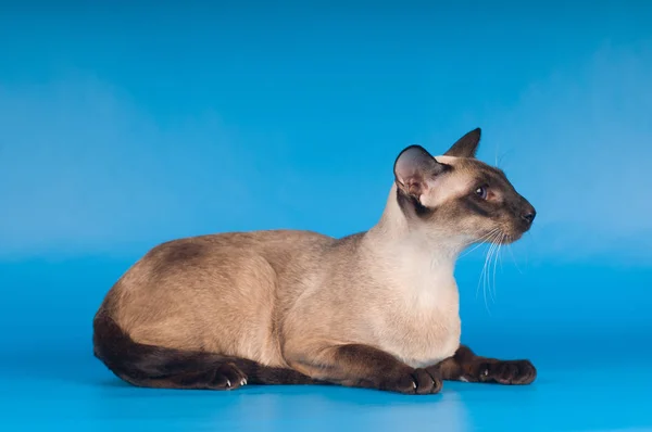 블루에 시암 고양이 — 스톡 사진