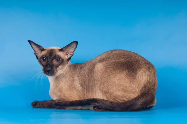 Сиамская кошка на голубом — стоковое фото