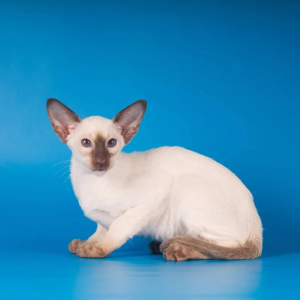 Siam kitten portrait on blue background — Stock Photo, Image