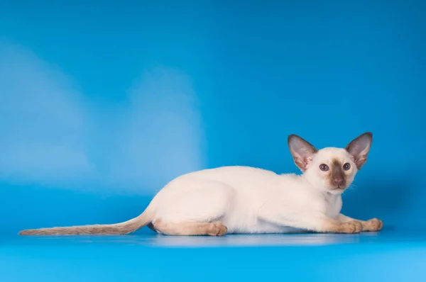 Портрет котенка Сиама на синем фоне — стоковое фото