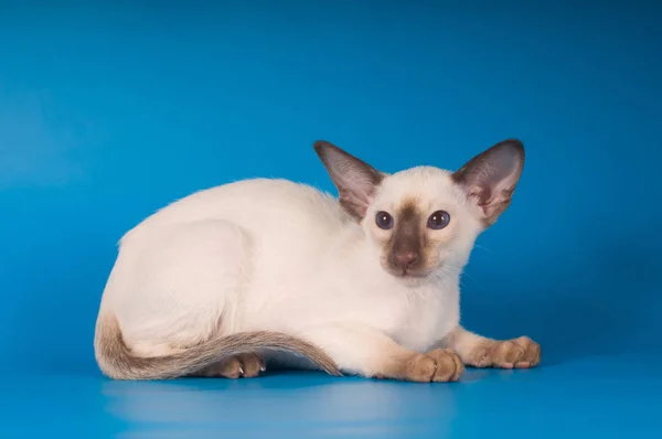 Siam kitten portrait on blue background — Stock Photo, Image