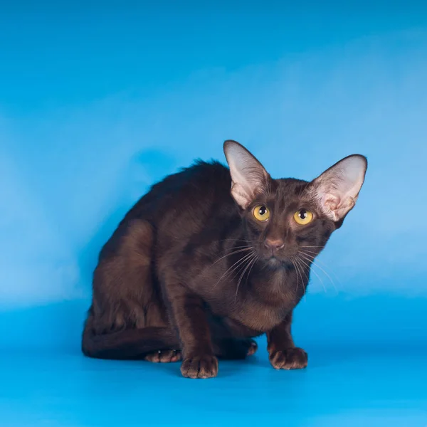 Oriental gato mentiroso retrato no fundo azul — Fotografia de Stock