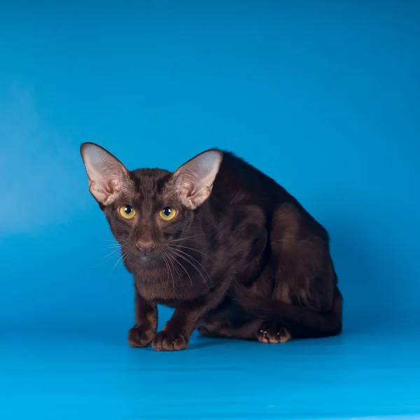 Oriental gato mentiroso retrato no fundo azul — Fotografia de Stock