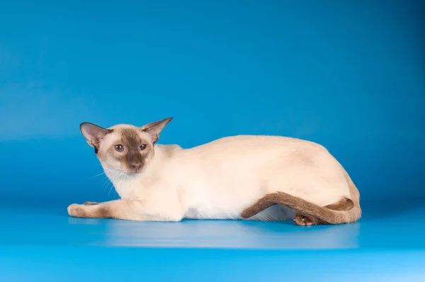 Сиамская кошка на голубом — стоковое фото