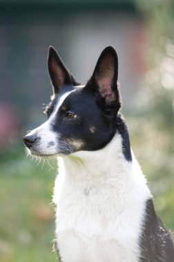 Köpek portre açık