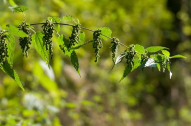 yaprakları ile doğal arka plan