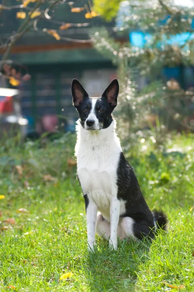 Hond portret buiten — Stockfoto