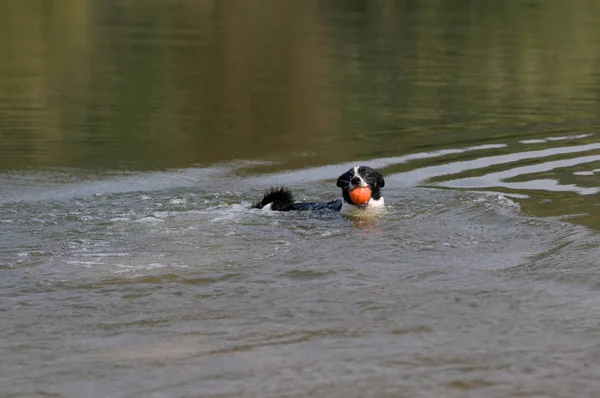 Собака плавает с игрушечным мячом — стоковое фото