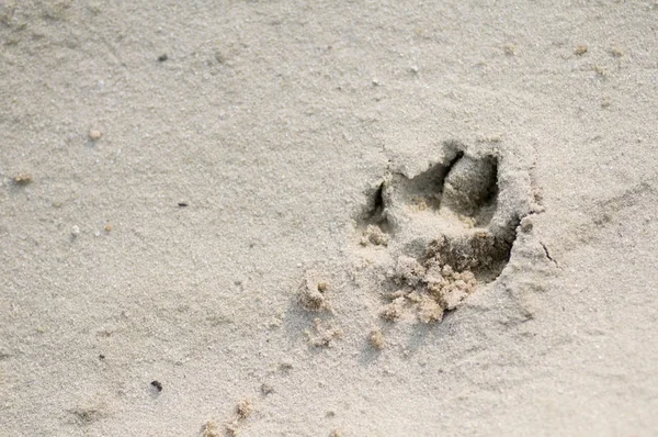 Hund tass ut i sanden — Stockfoto