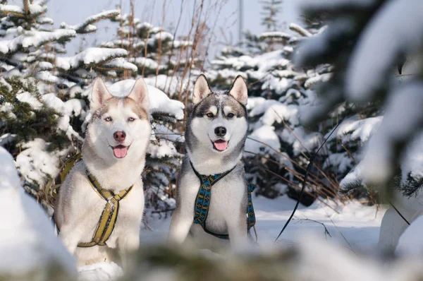 Dois husky siberiano — Fotografia de Stock